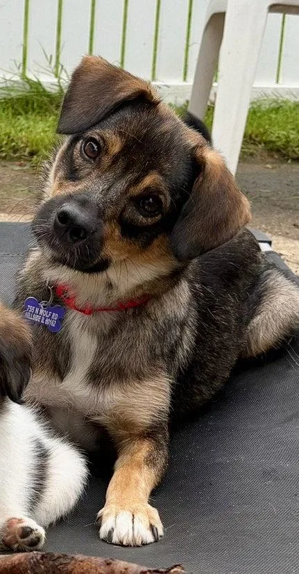 Gemma thumbnail 3