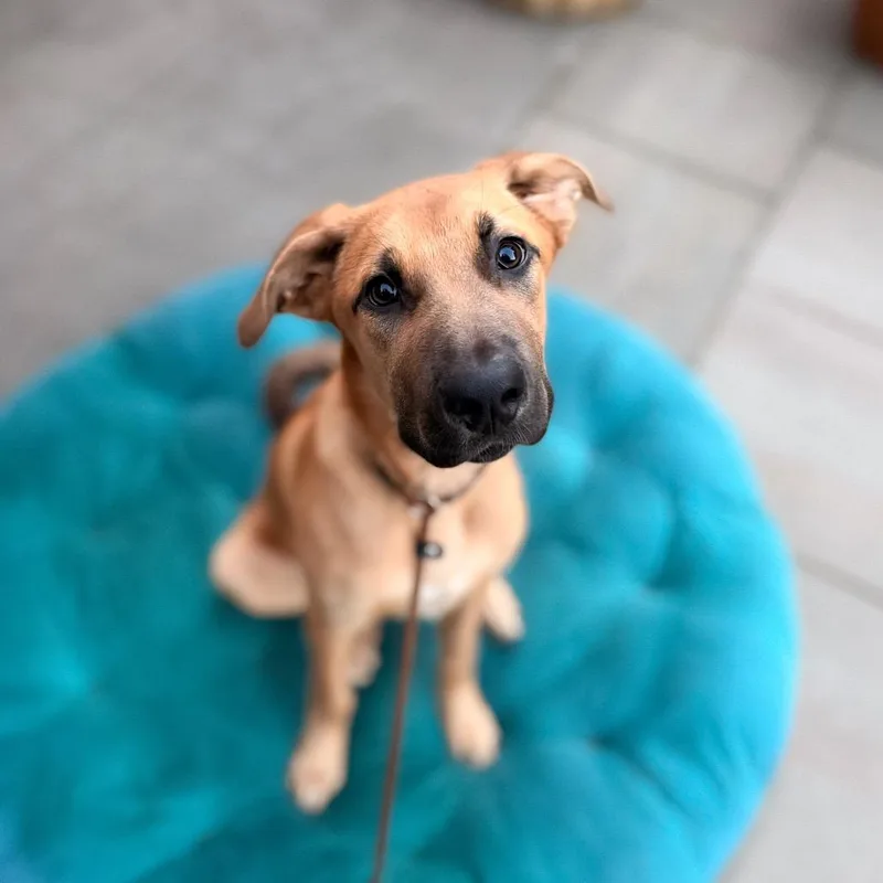 A baby large-sized male Yellow / Tan / Blond / Fawn Chesapeake Bay Retriever dog named Mr. Big for adoption in Bellingham, WA