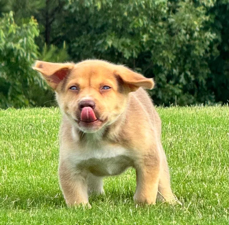 A baby large-sized female Labrador Retriever dog named Puppernickel for adoption in Little Rock, AR