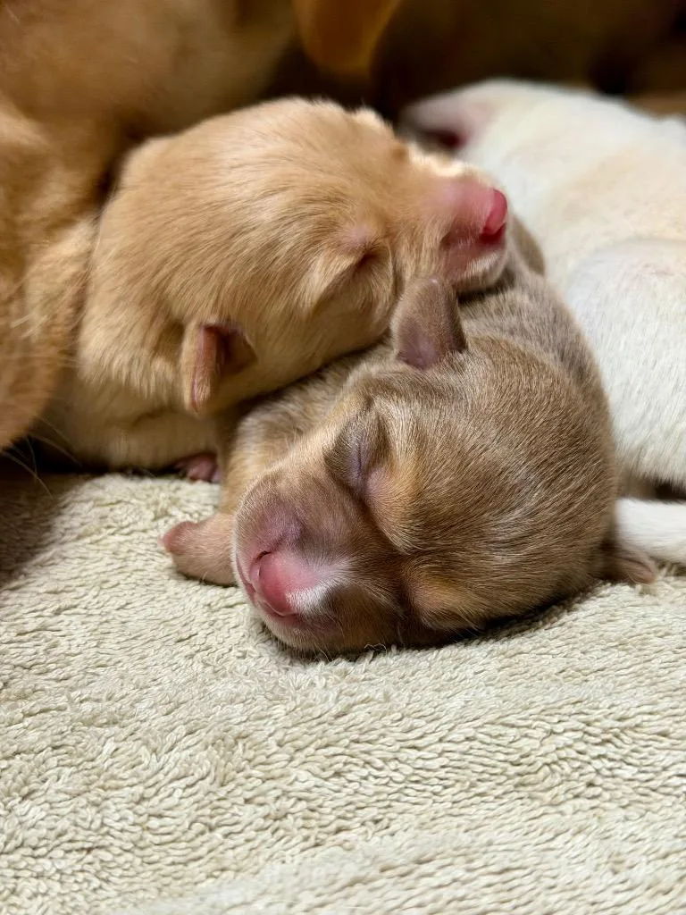 Puppernickel thumbnail 2