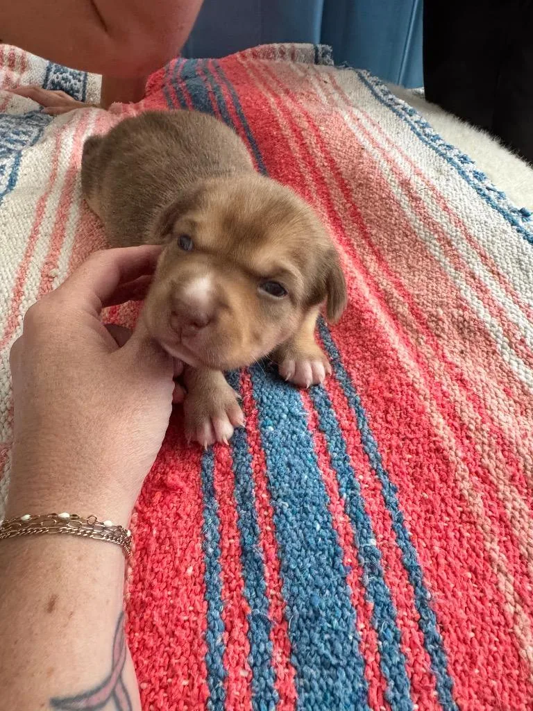 Puppernickel thumbnail 3