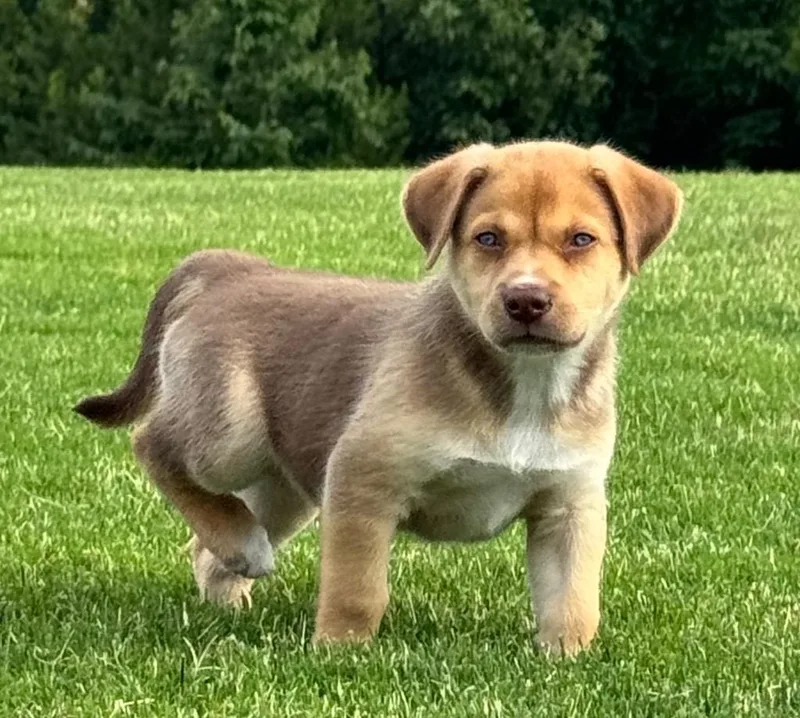 Puppernickel thumbnail 4