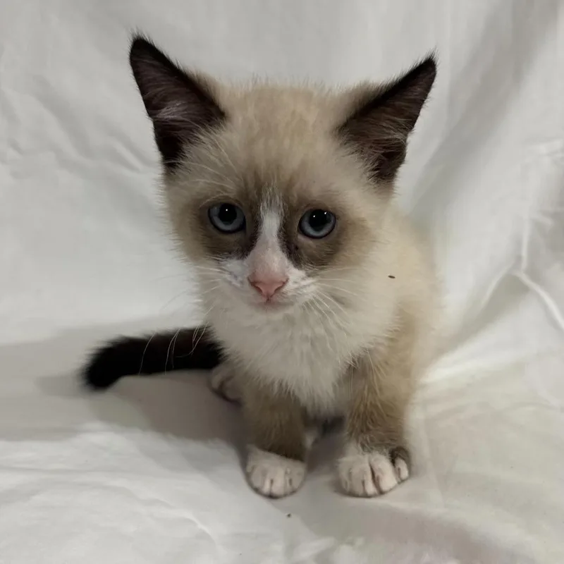 A baby small-sized male Cream / Ivory Domestic Short Hair cat named Mark for adoption in Sunnyvale, CA