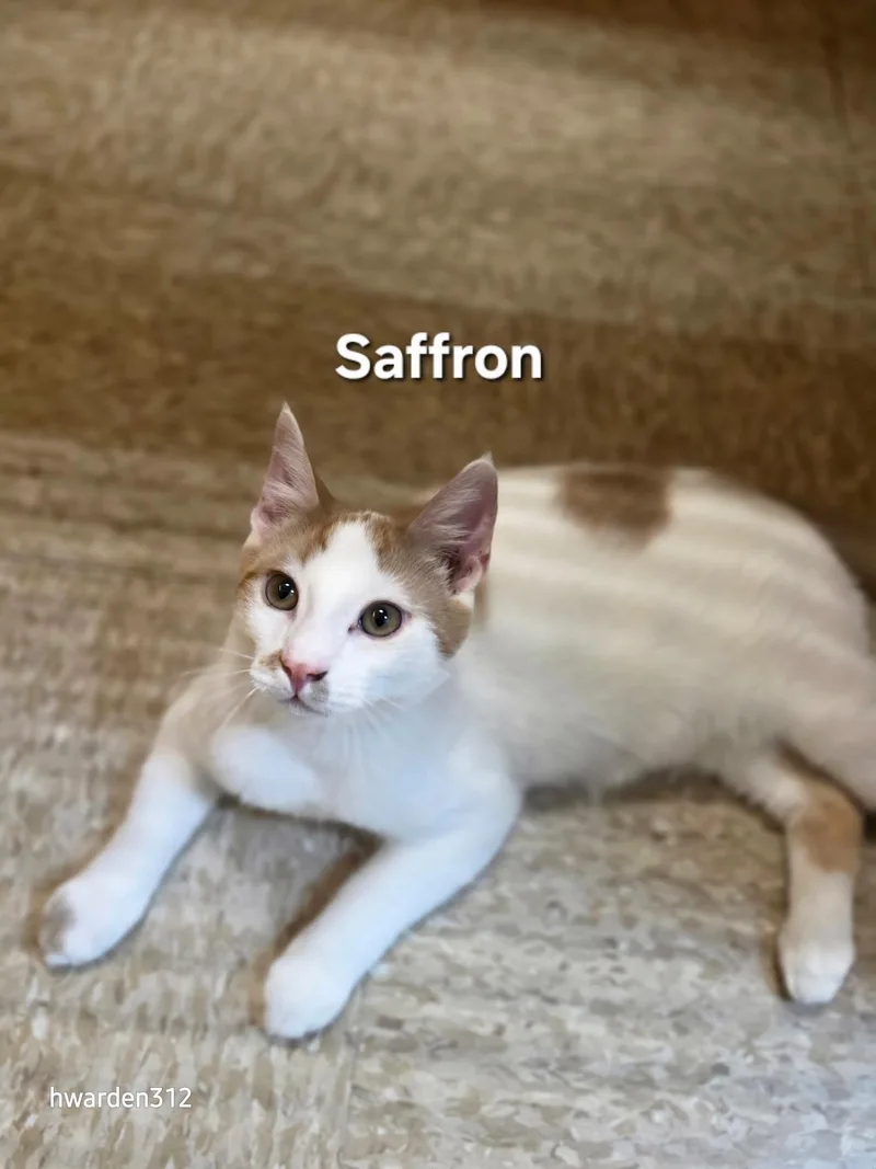 A baby large-sized male Buff & White Domestic Short Hair cat named Saffron for adoption in Temple, PA