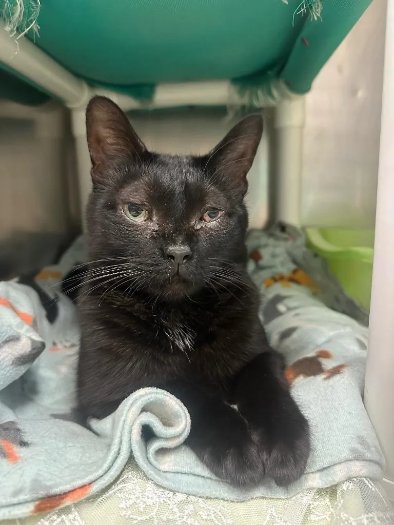 A young medium-sized female Domestic Short Hair cat named Cotton Tail for adoption in Johnson City, TN