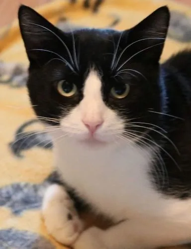 Little Man