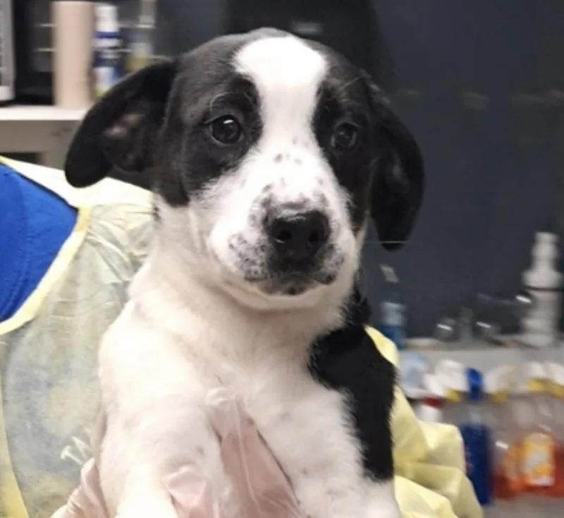 A baby medium-sized female Cattle Dog dog named Lolly for adoption in Hollister, MO