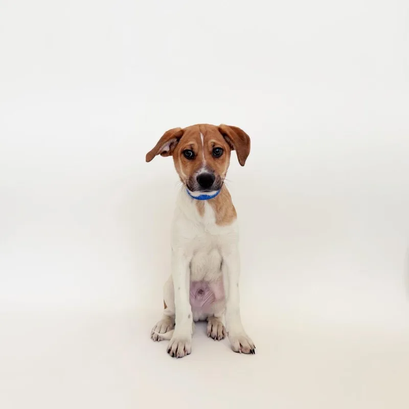 A baby small-sized male White / Cream Mixed Breed dog named Louis for adoption in Saint Louis, MO