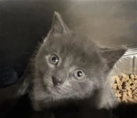 A baby small-sized male Domestic Short Hair cat named Sprinkle for adoption in Aliquippa, PA