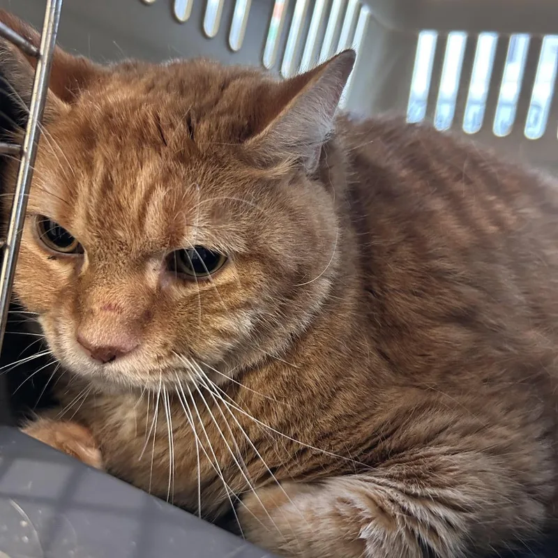 A senior extra large-sized male Orange / Red Domestic Short Hair cat named Cheddar for adoption in Jacksonville, FL