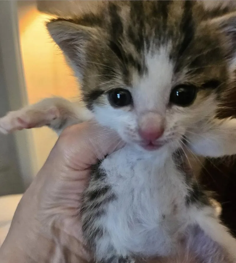 A baby small-sized female Brown / Chocolate Domestic Short Hair cat named Remember for adoption in Poplar Grove, IL
