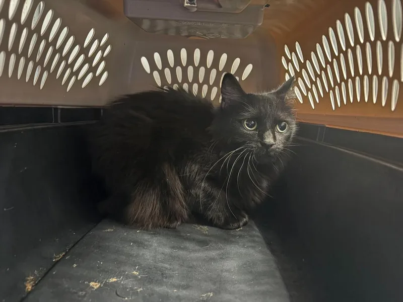 An adult medium-sized female Black Domestic Long Hair cat named Shuri for adoption in Bowling Green, OH