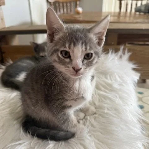 A young small-sized male Tabby (Gray / Blue / Silver) Domestic Short Hair cat named Ash for adoption in Bentonville, AR