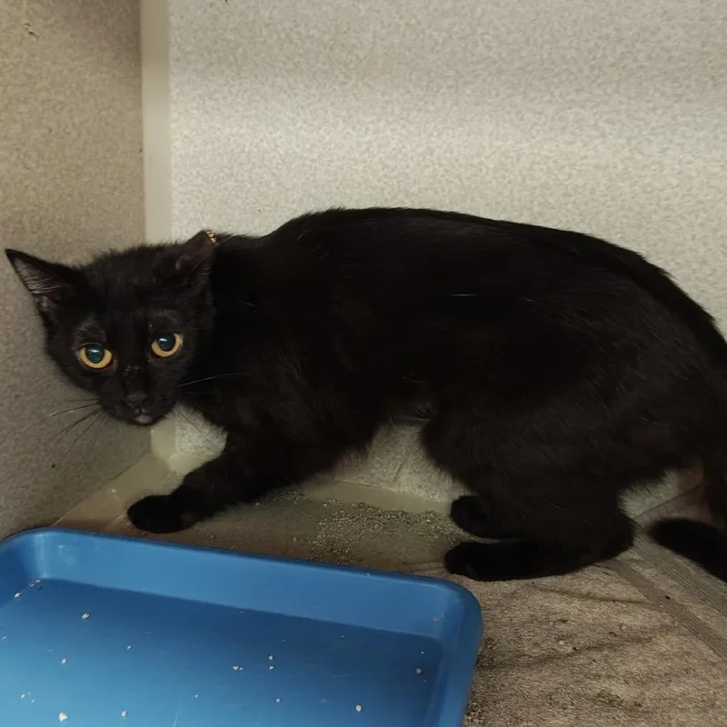 A young small-sized female Black Domestic Short Hair cat named Sarah for adoption in Madison, WI