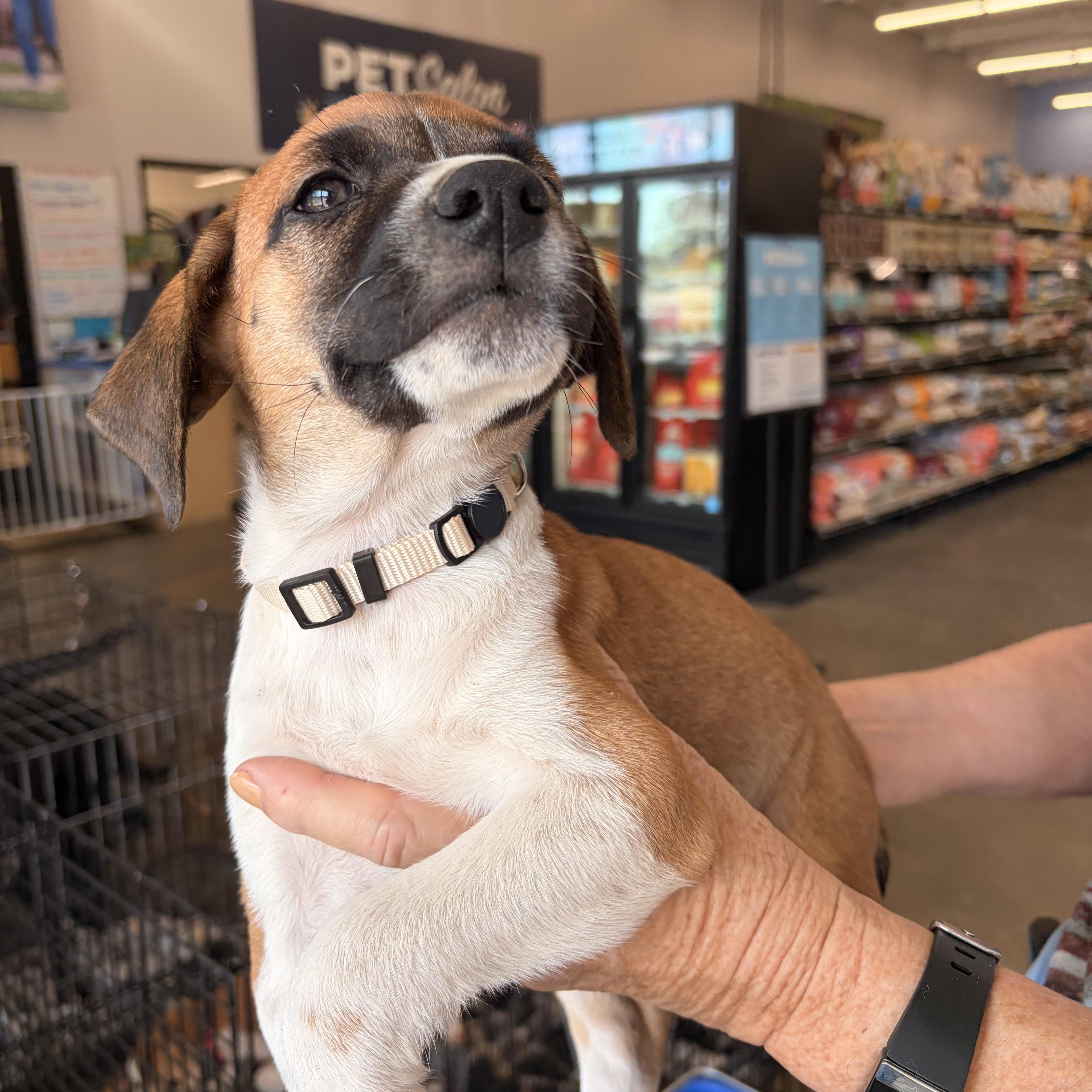 A baby medium-sized female Beagle dog named Jane for adoption in Melbourne, AR