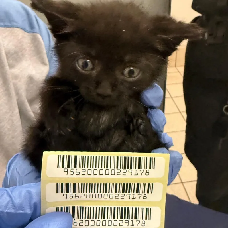 A baby small-sized female Black Domestic Medium Hair cat named Sally for adoption in Charleston, WV