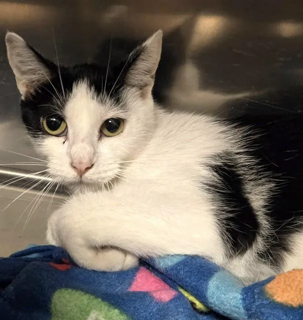 A young medium-sized female Domestic Short Hair cat named Lily for adoption in Olivette, MO