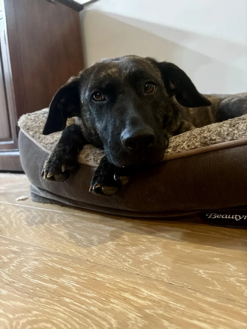 An adult medium-sized female Mixed Breed dog named Rayne for adoption in Cornelius, NC
