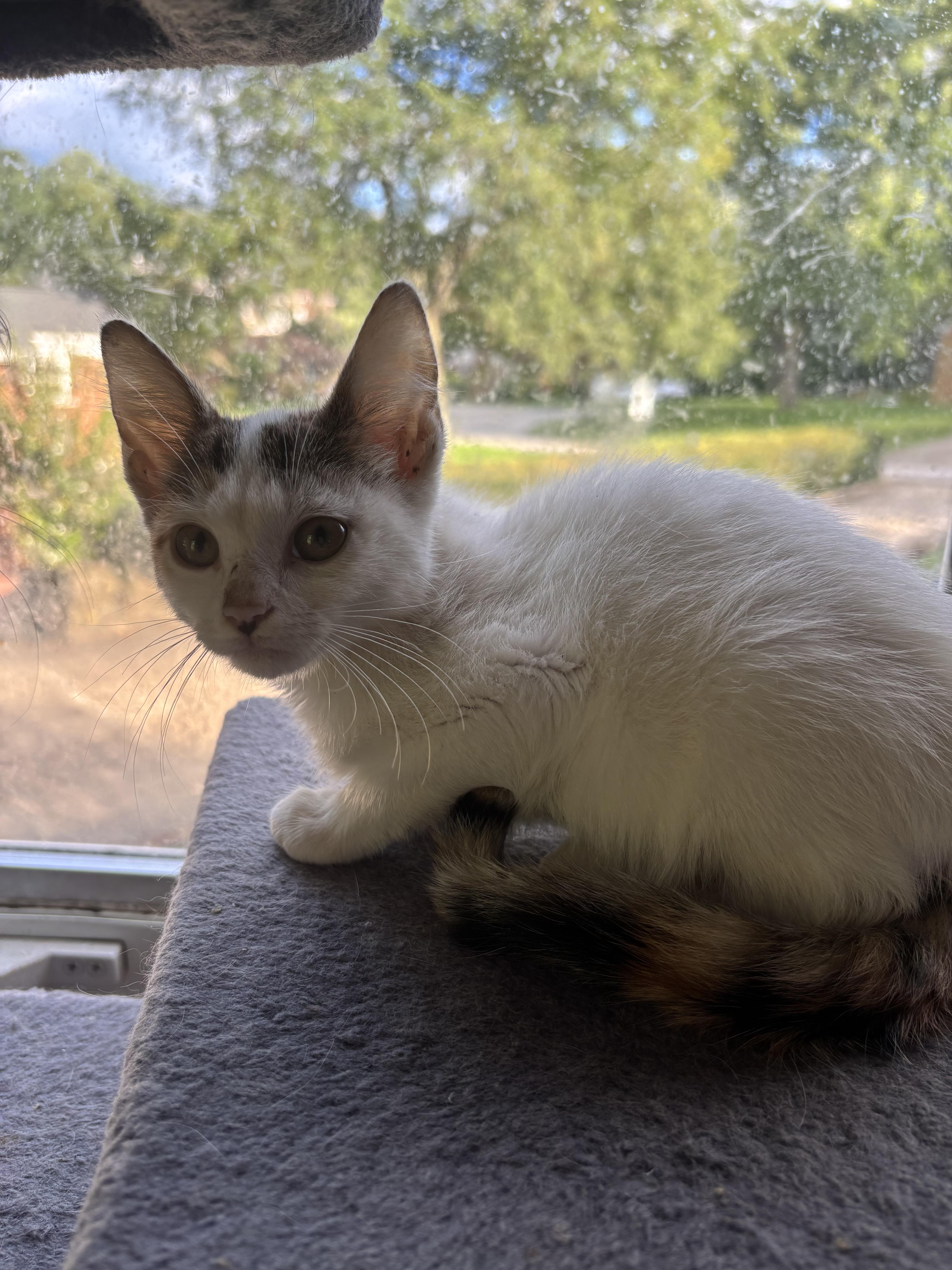 A baby small-sized female Domestic Short Hair cat named Parsley for adoption in Bethel Park, PA