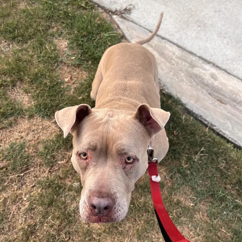 An adult large-sized female Mixed Breed dog named Lila for adoption in Jacksonville, FL