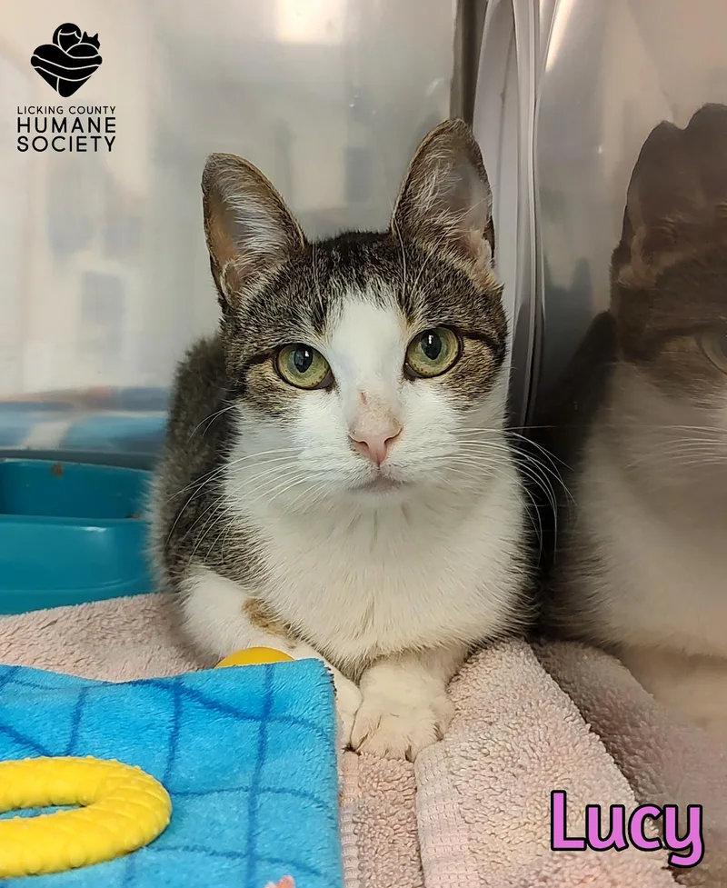 An adult medium-sized female Domestic Short Hair cat named Lucy for adoption in Heath, OH