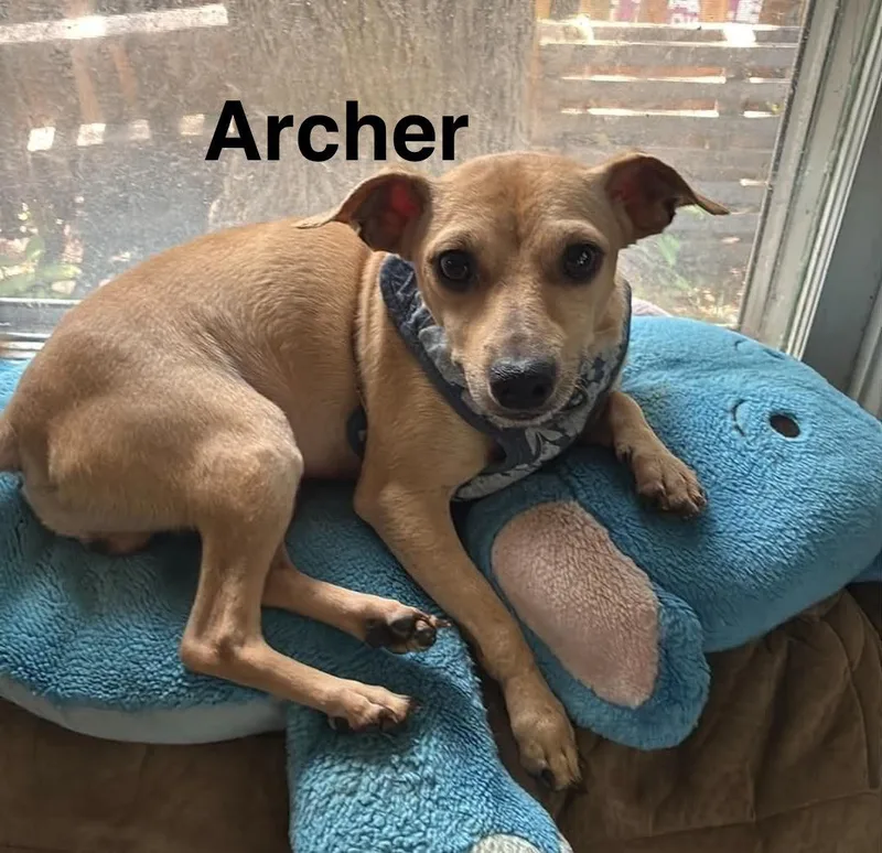 An adult small-sized male Chihuahua dog named Archer for adoption in Topeka, KS