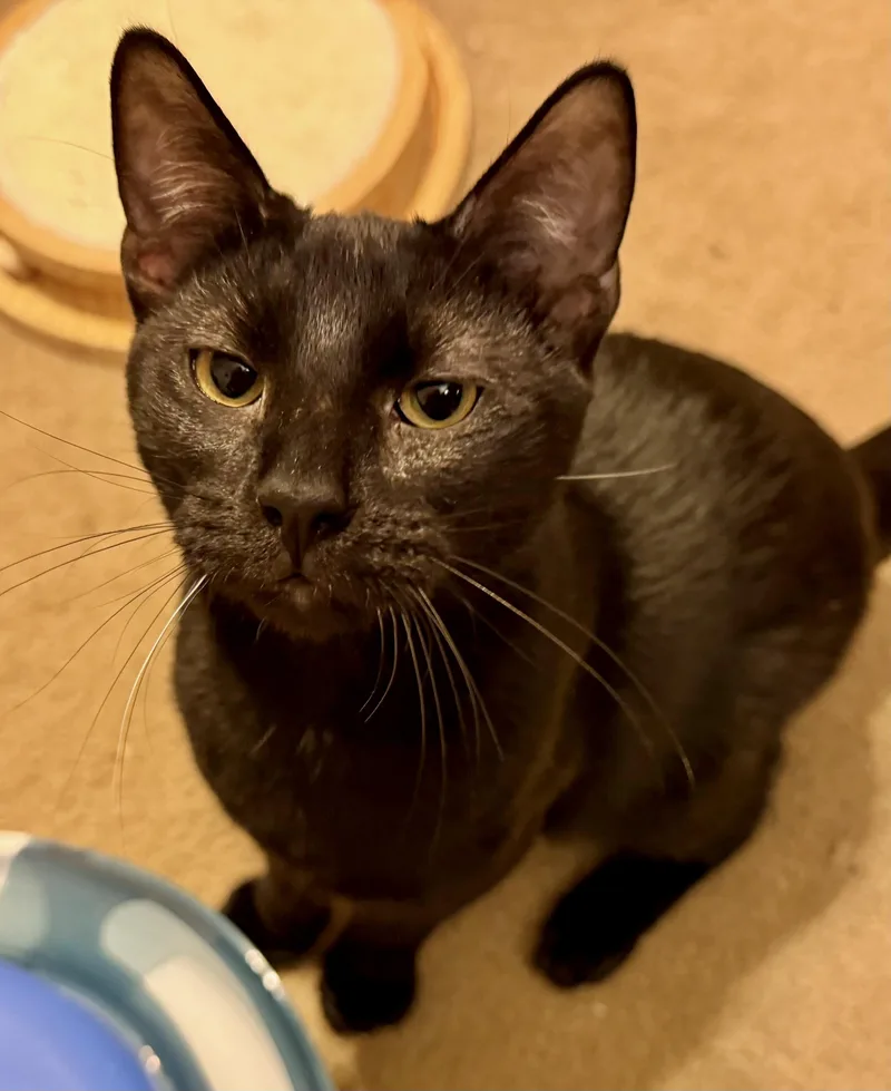 Jesse  Portofino Petsmart