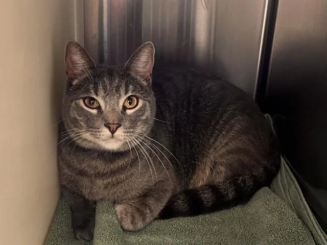 A young medium-sized male Domestic Short Hair cat named Gustave for adoption in Colorado Springs, CO