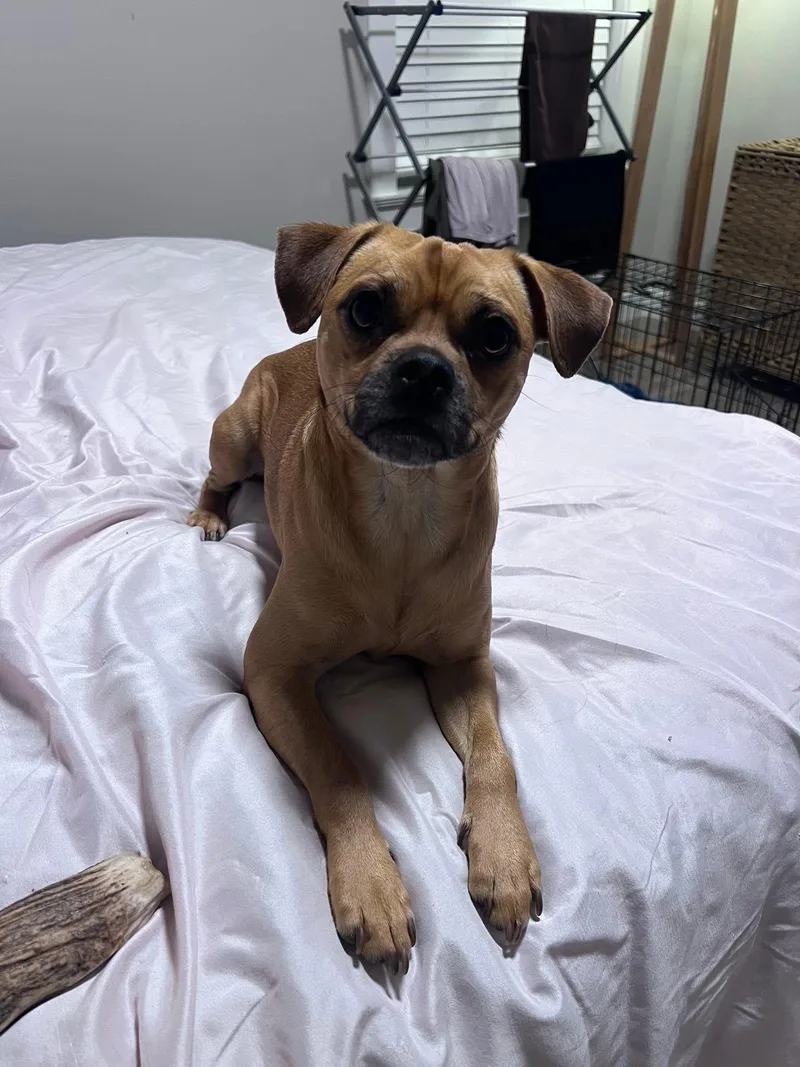 An adult small-sized male Pug dog named Manny for adoption in Portland, ME