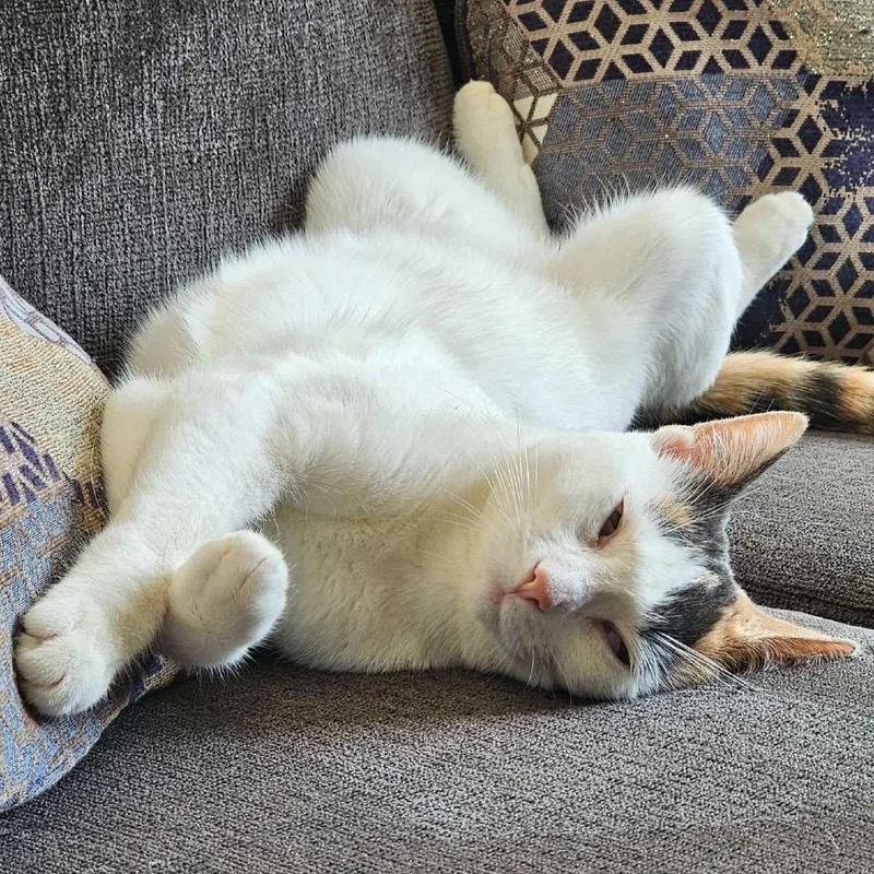 An adult small-sized female White Domestic Short Hair cat named Lucky for adoption in Rochester, MN