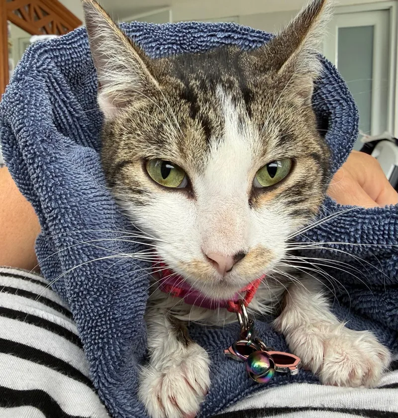 A baby medium-sized female Tabby (Buff / Tan / Fawn) Domestic Short Hair cat named Grisy for adoption in Franklin, MA