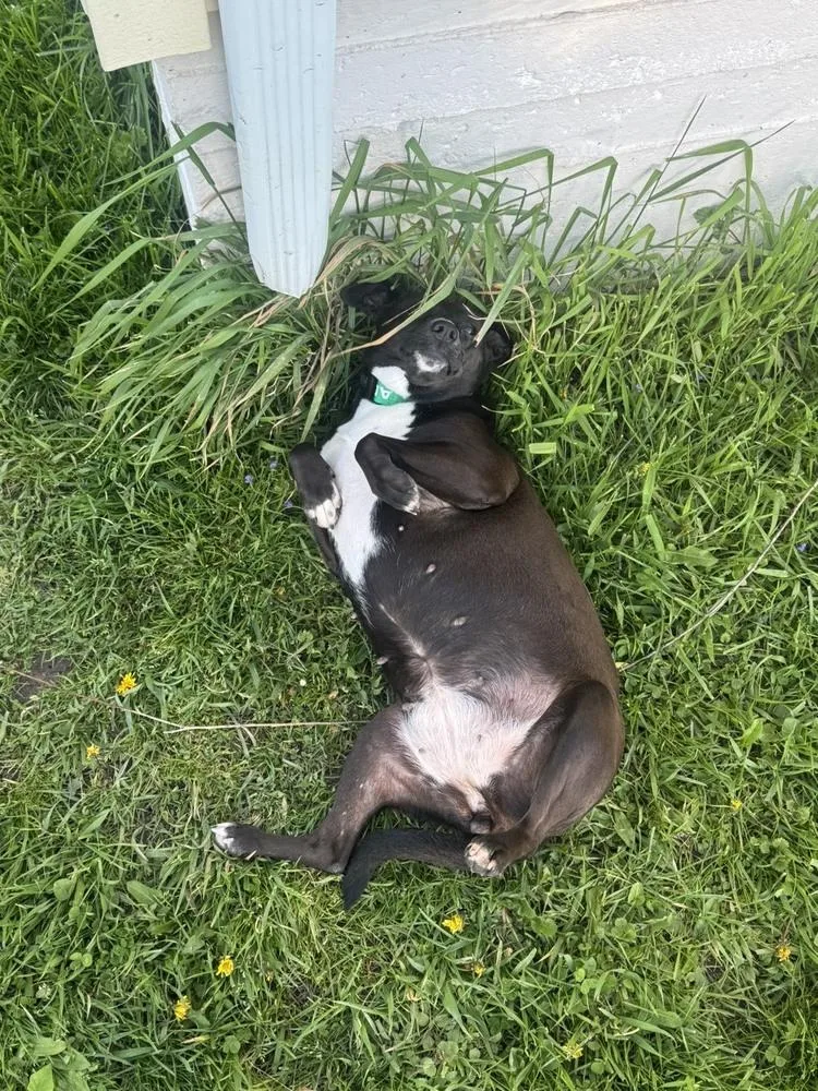An adult medium-sized female Tricolor (Brown, Black, & White) Mixed Breed dog named April for adoption in Lansing, MI