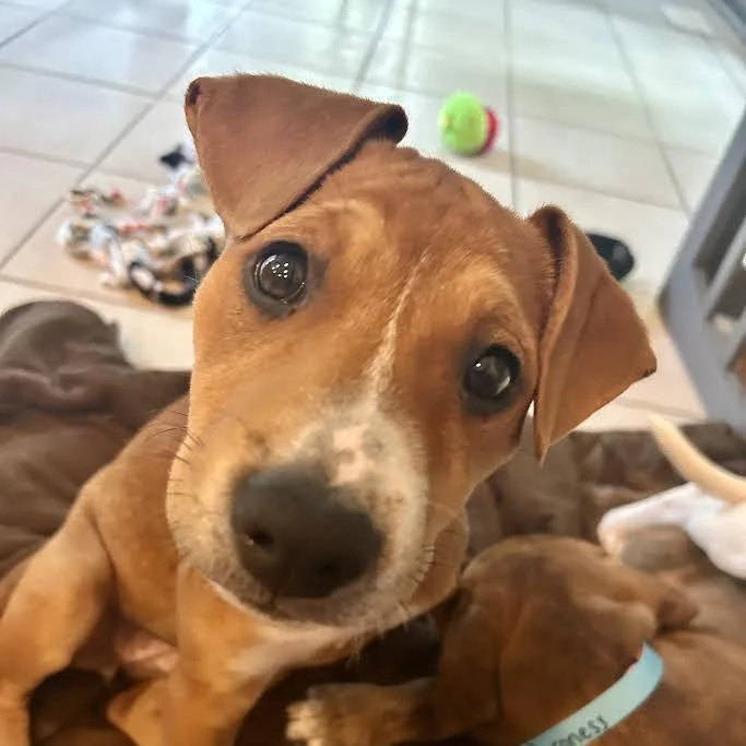 A baby small-sized female Brown / Chocolate Beagle dog named Lady for adoption in South Elgin, IL