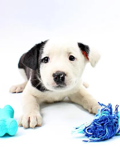 A baby medium-sized male Clumber Spaniel dog named Cera for adoption in Morton Grove, IL