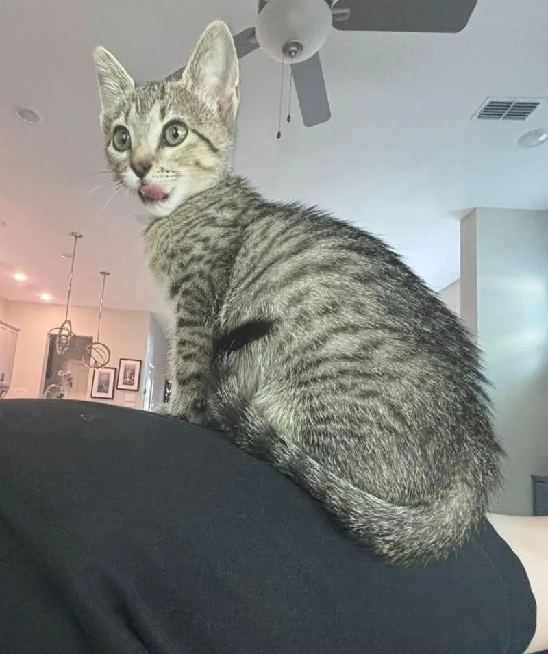 A baby small-sized female Domestic Short Hair cat named Esther for adoption in Magnolia, TX