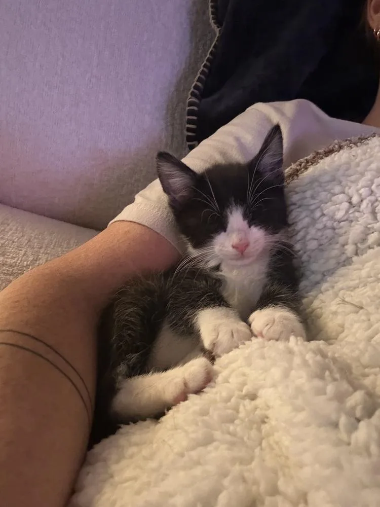 A baby small-sized male Black & White / Tuxedo Domestic Short Hair cat named Pesto for adoption in Topeka, KS