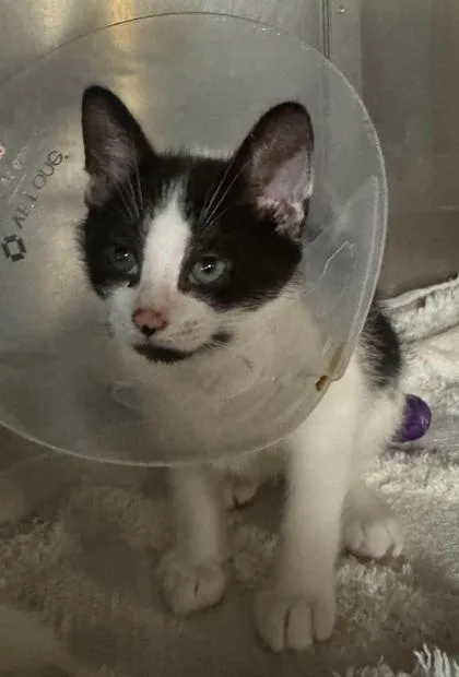 A baby small-sized male Black & White / Tuxedo Domestic Short Hair cat named Zach for adoption in Annapolis, MD