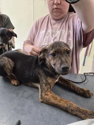 A young medium-sized male Mixed Breed dog named Hardy for adoption in Clarks Summit, PA