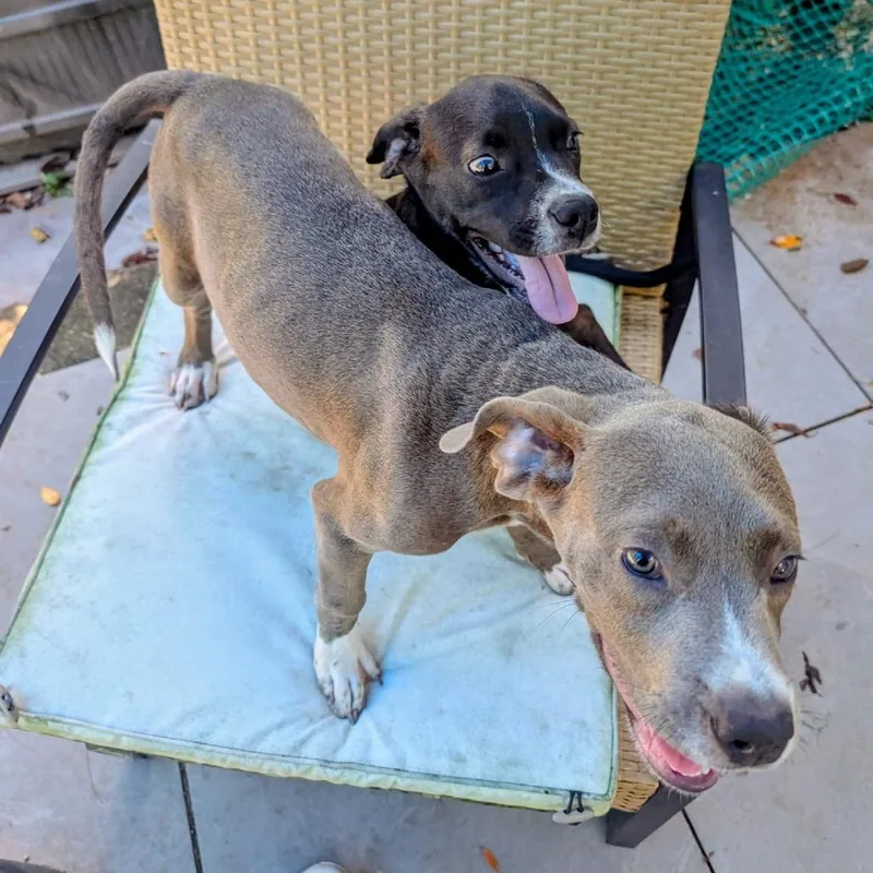 A baby medium-sized male Terrier dog named Cookie Pup: Blue for adoption in Falls Church, VA
