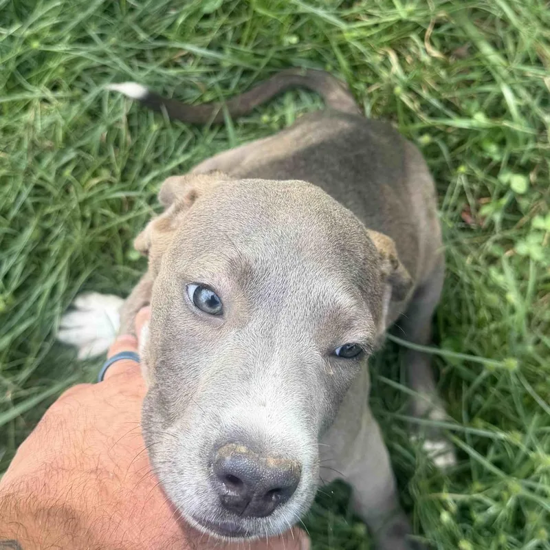 Cookie Pup: Blue thumbnail 2