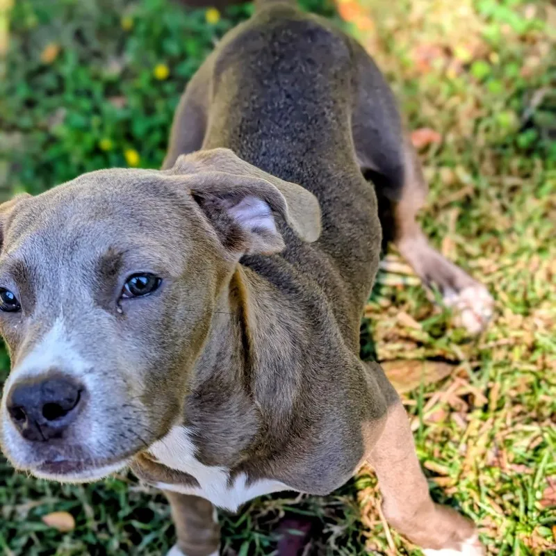 Cookie Pup: Blue thumbnail 4