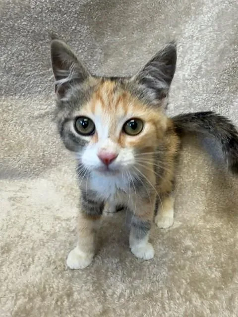 A baby small-sized female Domestic Short Hair cat named Ms Pacman for adoption in Louisville, KY