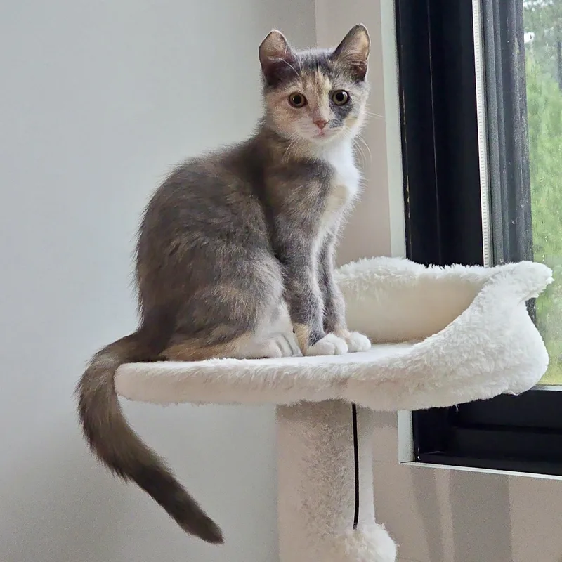 A baby small-sized female Dilute Calico Domestic Short Hair cat named Grace Note for adoption in Richmond, VA
