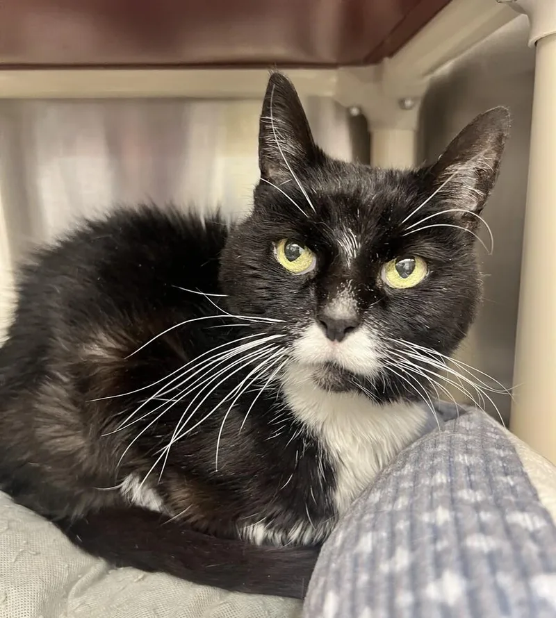 An adult medium-sized female Black & White / Tuxedo Domestic Short Hair cat named Paula for adoption in Bowling Green, OH