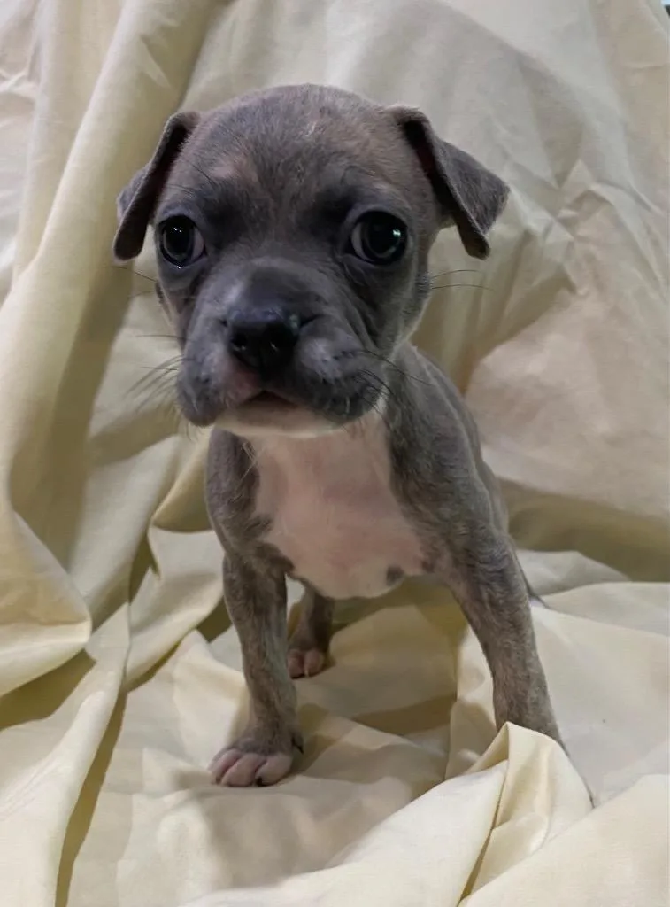A baby medium-sized female Pit Bull Terrier dog named Sloth Bear for adoption in Hartsville, SC