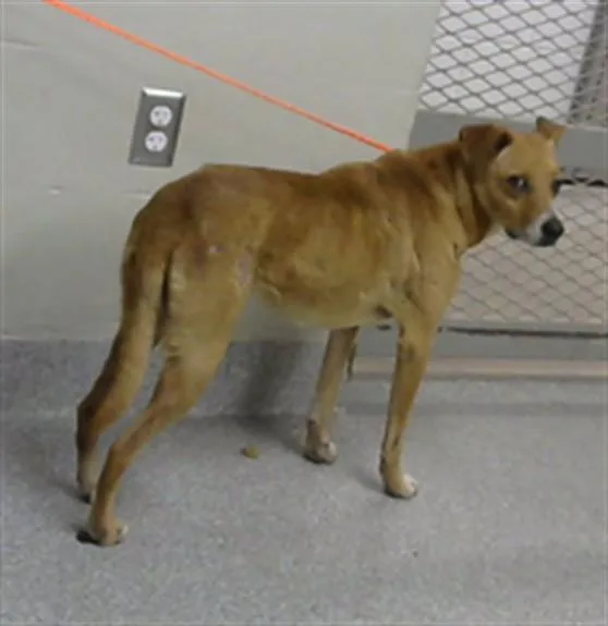 An adult medium-sized female Labrador Retriever dog named Poochy for adoption in Pasadena, TX
