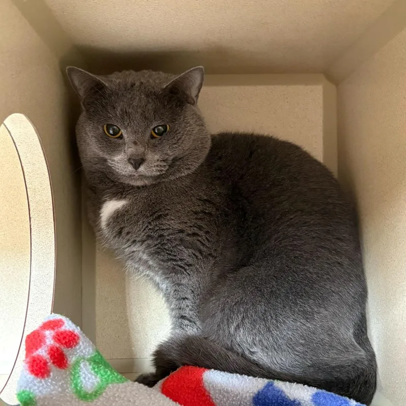 An adult medium-sized male Gray / Blue / Silver Domestic Short Hair cat named Whopper for adoption in Louisville, KY