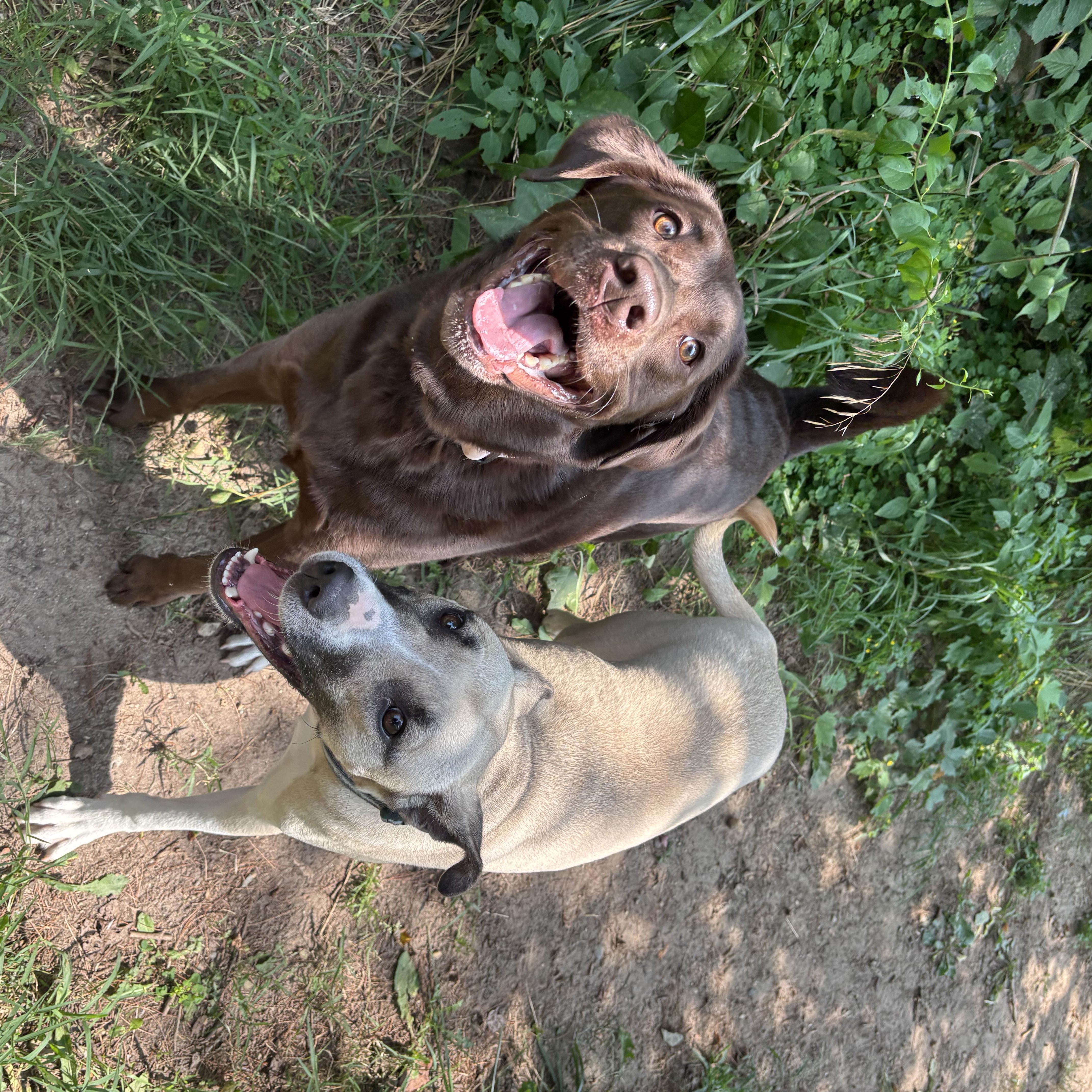 An adult large-sized female Brown / Chocolate Chocolate Labrador Retriever dog named Indie for adoption in Ortonville, MI