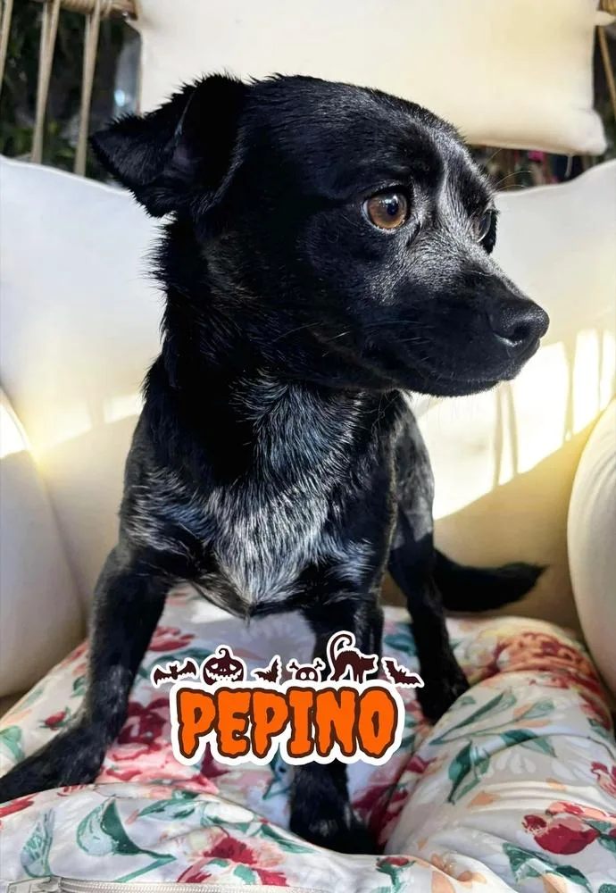 A baby small-sized male Tricolor (Brown, Black, & White) Chihuahua dog named Pepino for adoption in Santa Clarita, CA