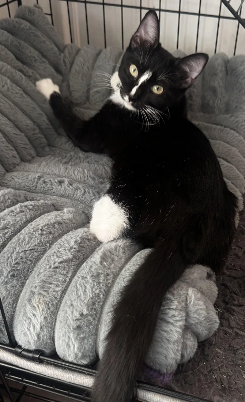 A young medium-sized female Black & White / Tuxedo Domestic Short Hair cat named Whiskers for adoption in Seal Beach, CA